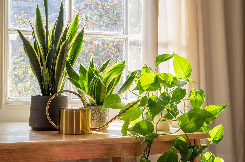 Easy indoor plants for beginners
